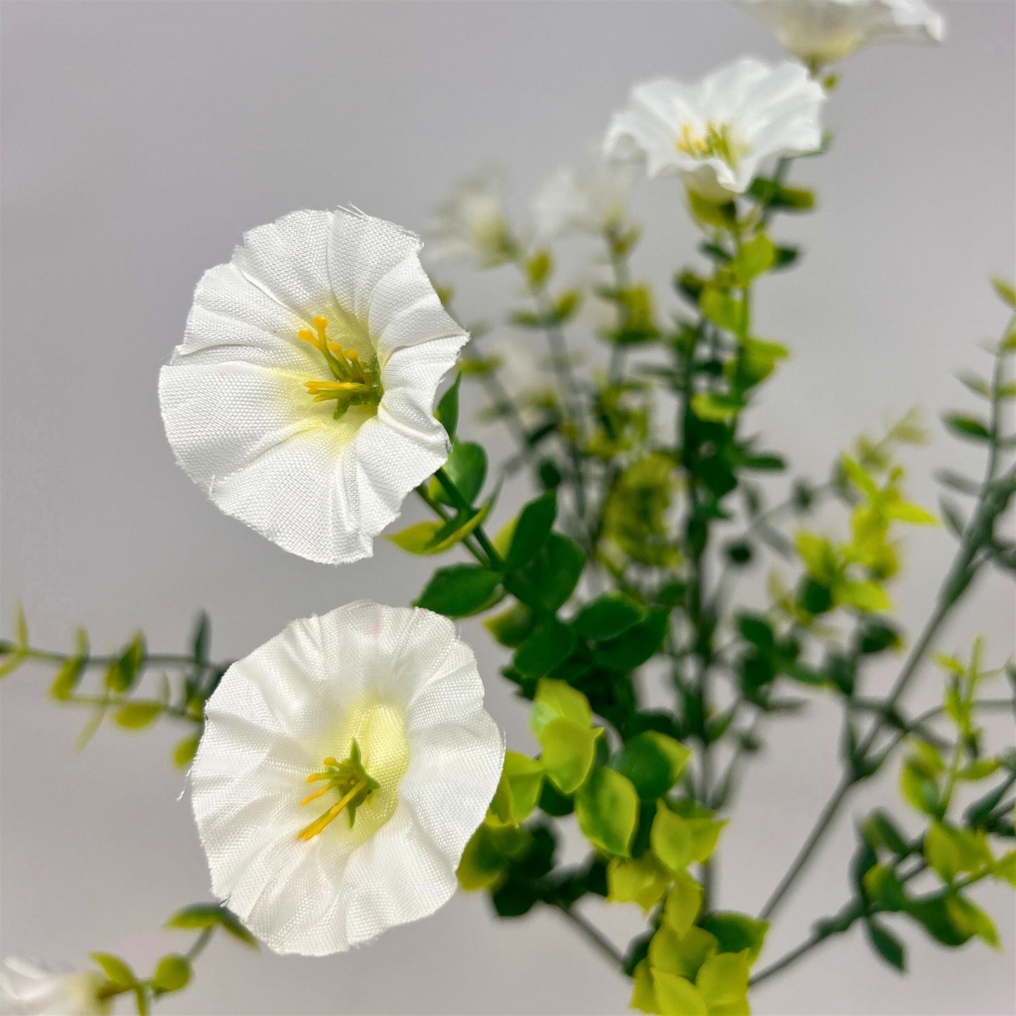Mini Morning Glory Bunch 14" - White