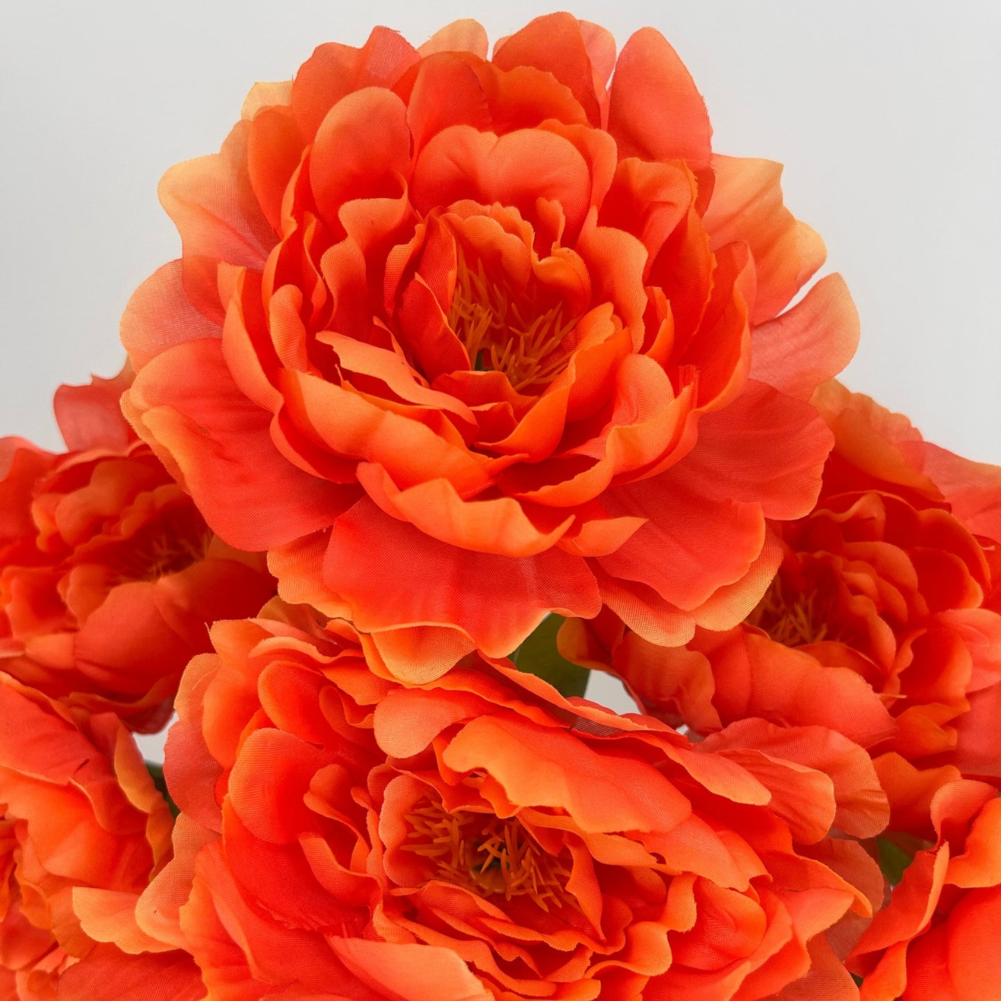 Large Peony Bush x7 - Spicy Yellow 18" | CZE