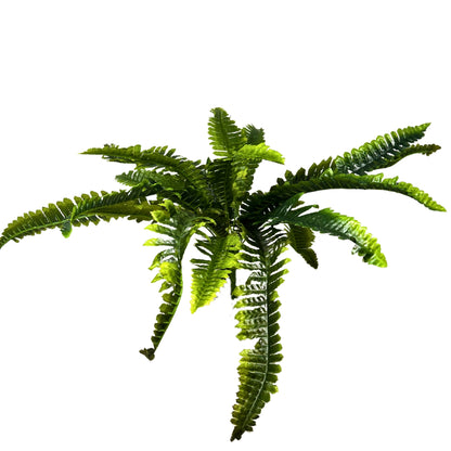 Boston Fern Bush x18 Lvs -Two Tone Green 22" | GTE
