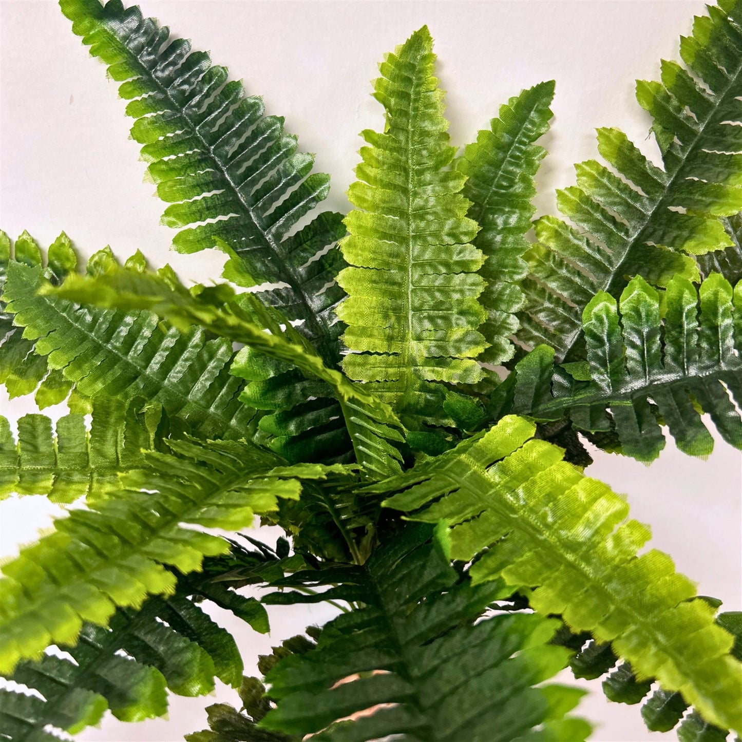 Boston Fern Bush x18 Lvs -Two Tone Green 22" | GTE