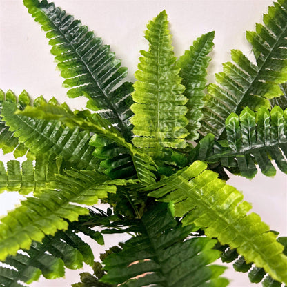 Boston Fern Bush x18 Lvs -Two Tone Green 22" | GTE