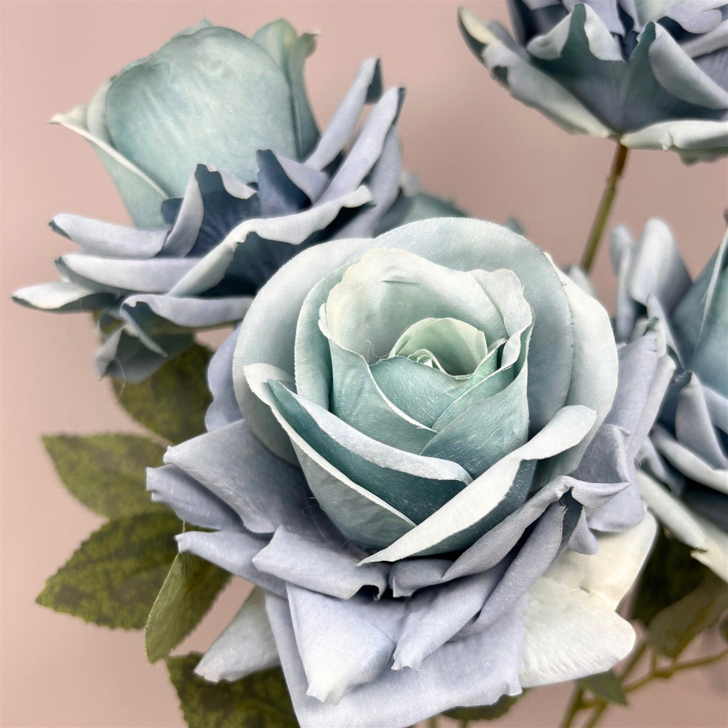 Heirloom Diamond Rose Bush x7 - 22" Aqua | GTE