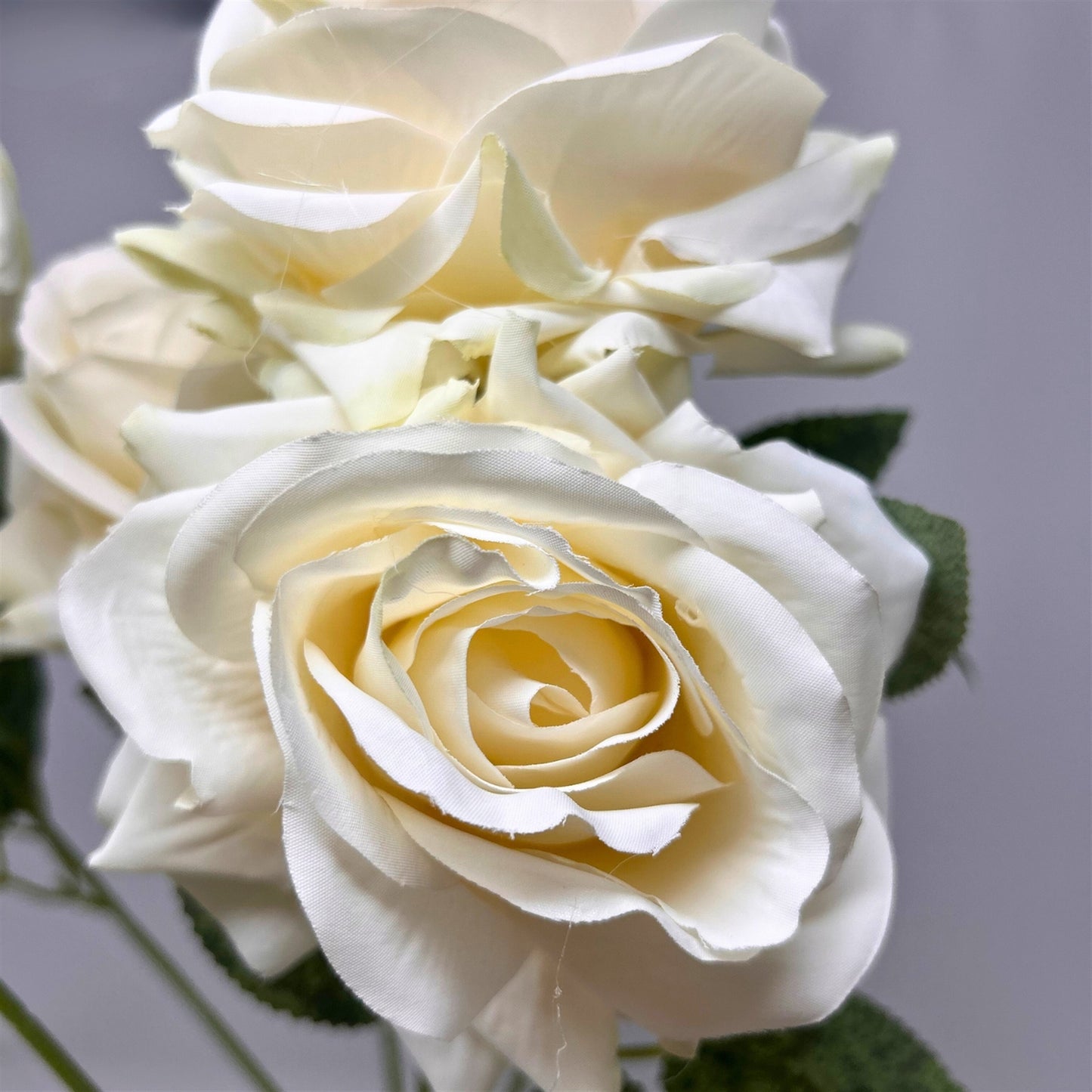 Heirloom Diamond Rose Bush x7 - 22" Cream | GTE