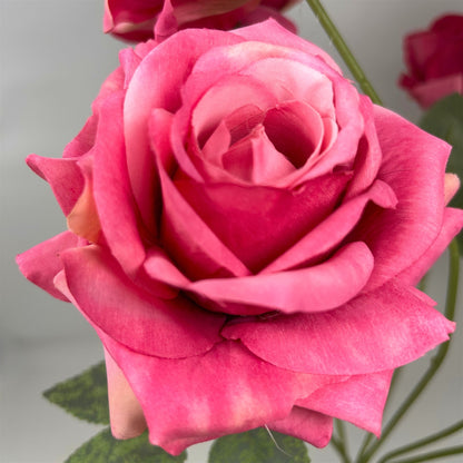 Heirloom Diamond Rose Bush x7 - 22" Hot Pink | GTE