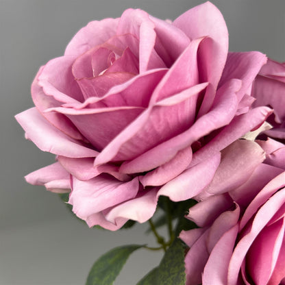 Heirloom Diamond Rose Bush x7 - 22" Lilac | GTE