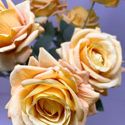 Heirloom Diamond Rose Bush x7 - 22" Saffron | GTE