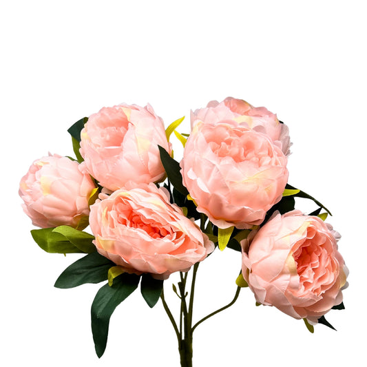 Garden Peony Bush x7 - Blush - 17" | GTE