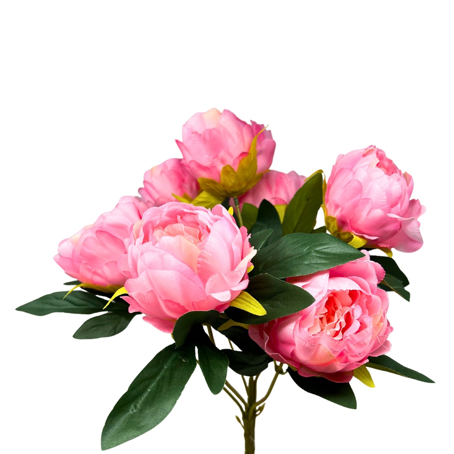 Garden Peony Bush x7 - Pink - 17" | GTE