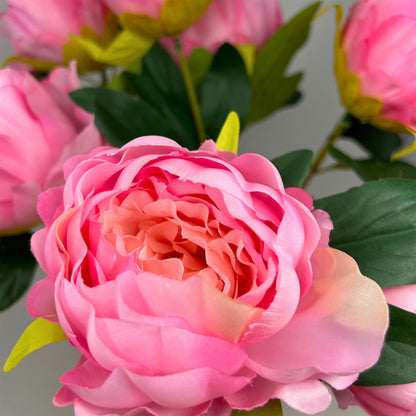 Garden Peony Bush x7 - Pink - 17" | GTE