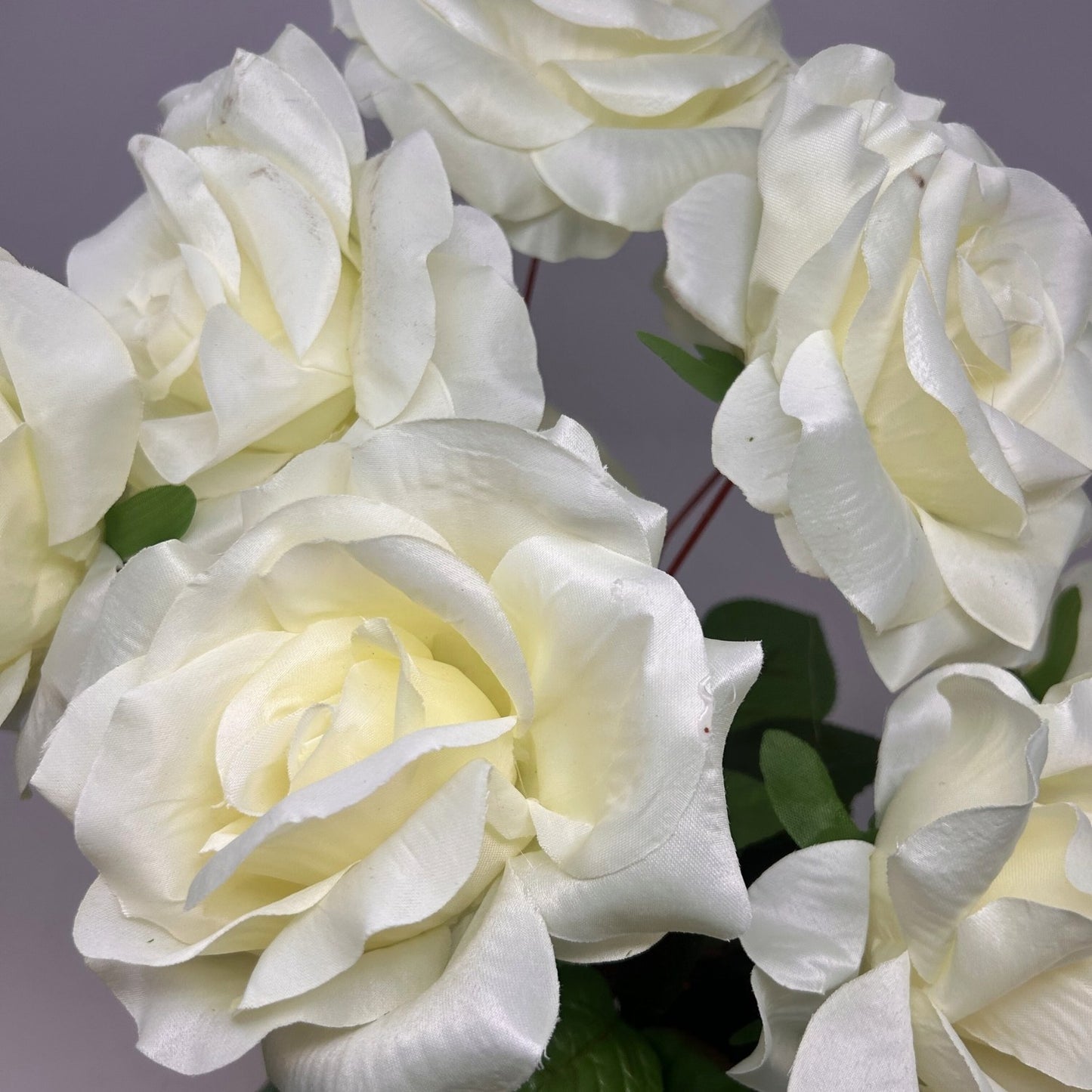 Large Garden Rose Bush x9 - 21" Tall 6" Flower - Cream | GTE