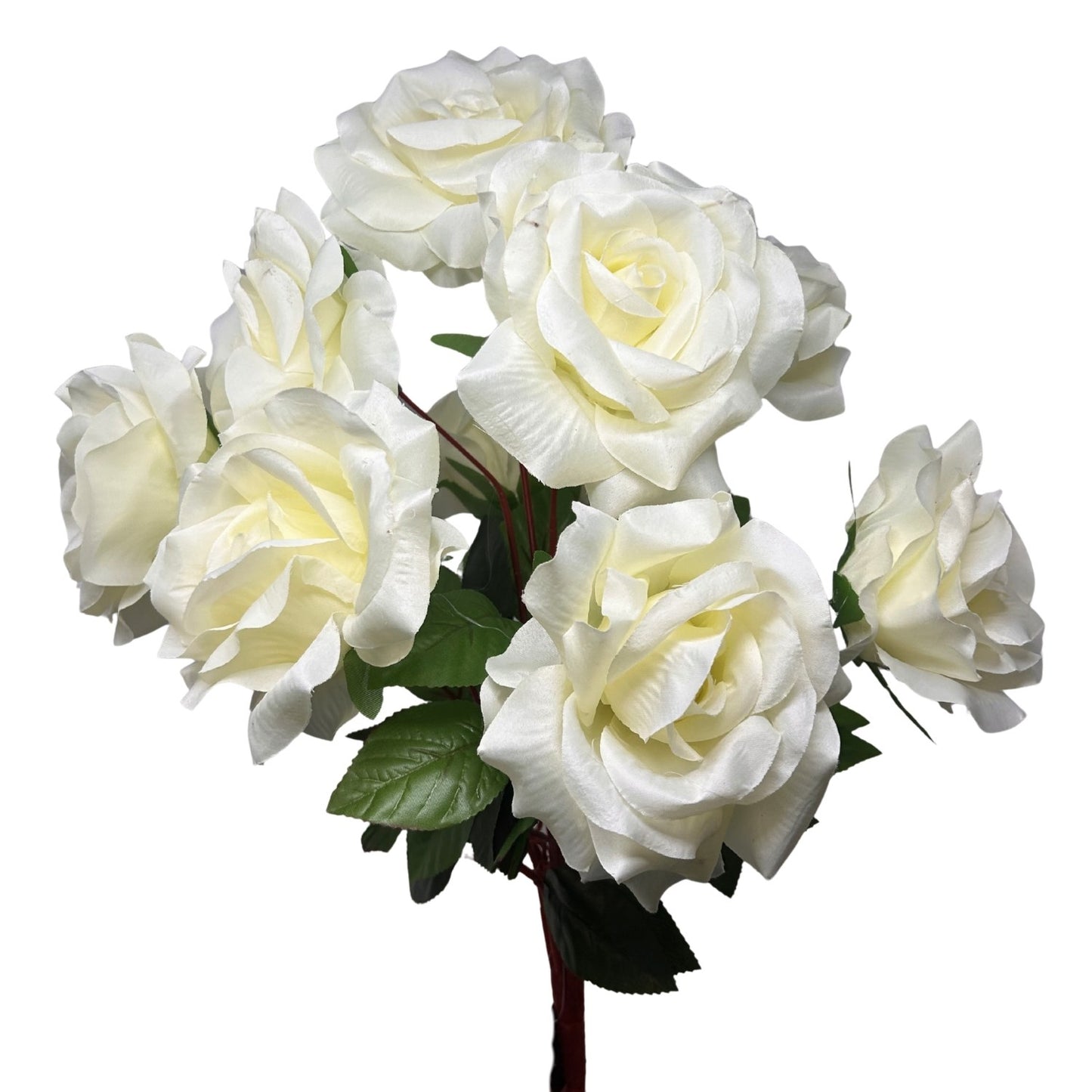 Large Garden Rose Bush x9 - 21" Tall 6" Flower - Cream | GTE