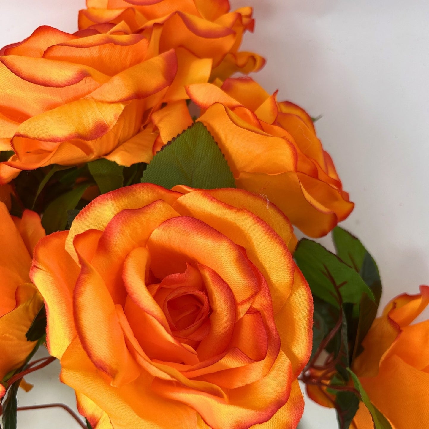 Large Garden Rose Bush x9 - 21" Tall 6" Flower - Orange | GTE