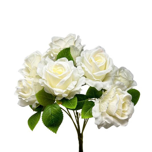 Large Hybrid Rose Bush x7 - Cream 17" | GTE
