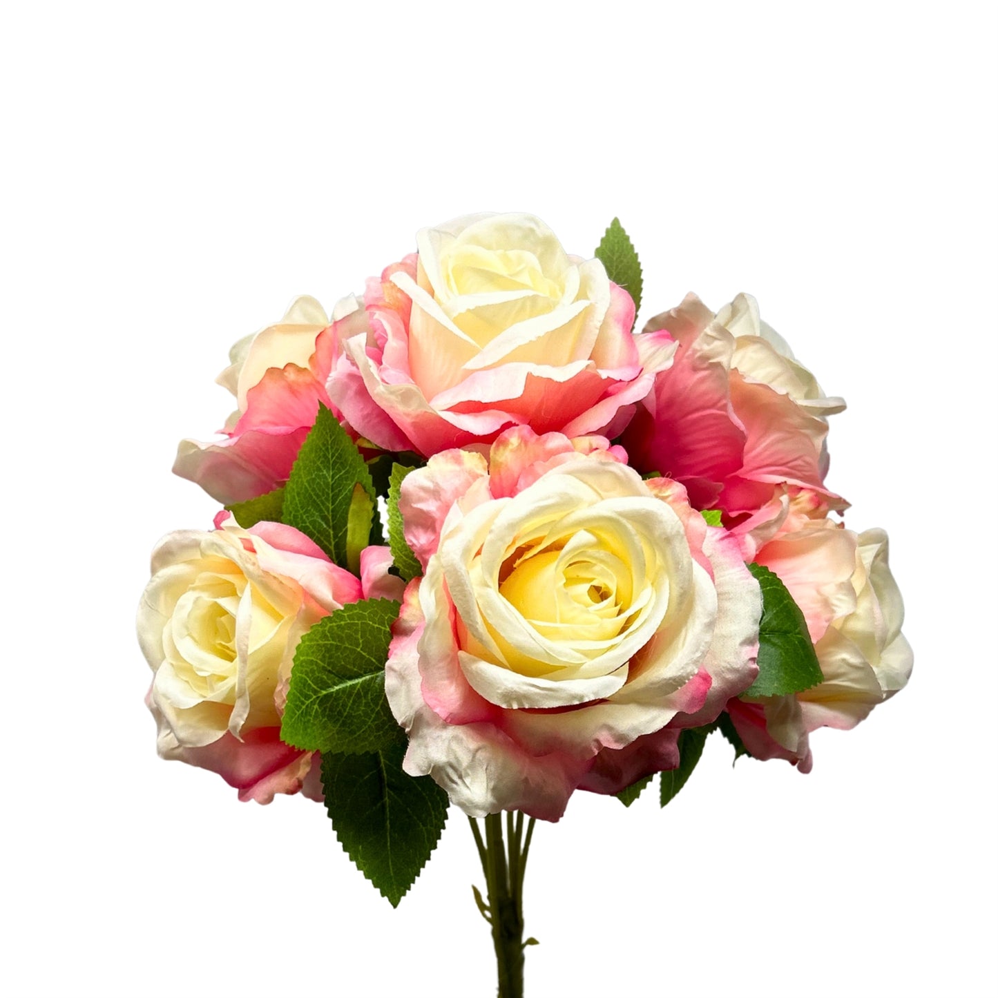 Large Hybrid Rose Bush x7 - Cream/Pink 17" | GTE