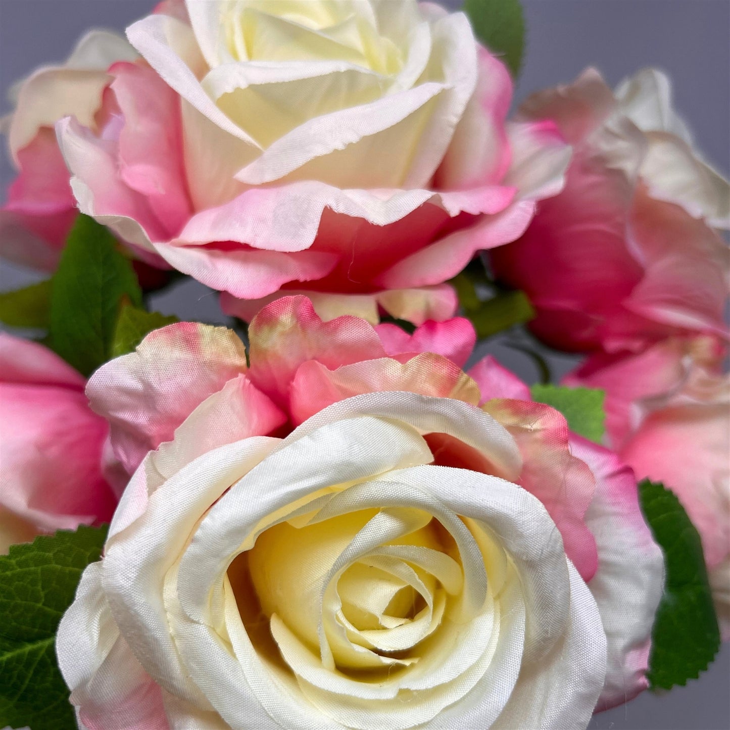 Large Hybrid Rose Bush x7 - Cream/Pink 17" | GTE