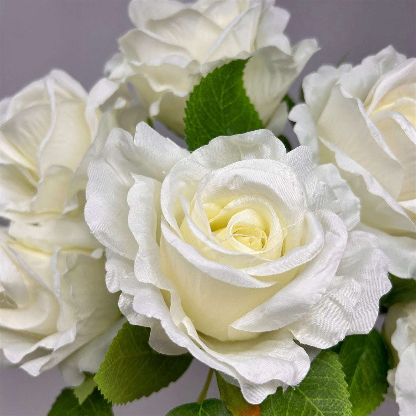 Large Hybrid Rose Bush x7 - Cream 17" | GTE