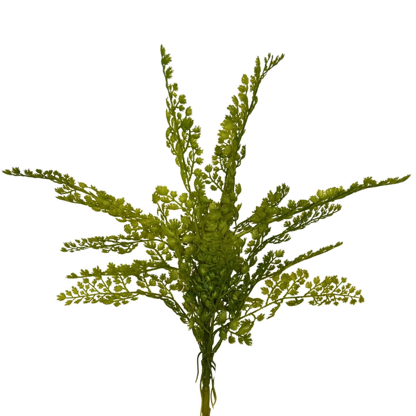 Maiden Hair Fern Bush 18" - Green | GTE