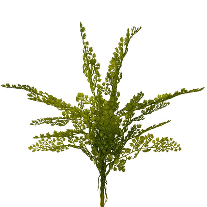 Maiden Hair Fern Bush 18" - Green | GTE