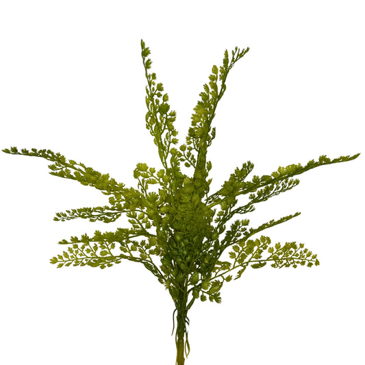 Maiden Hair Fern Bush 18" - Green | GTE