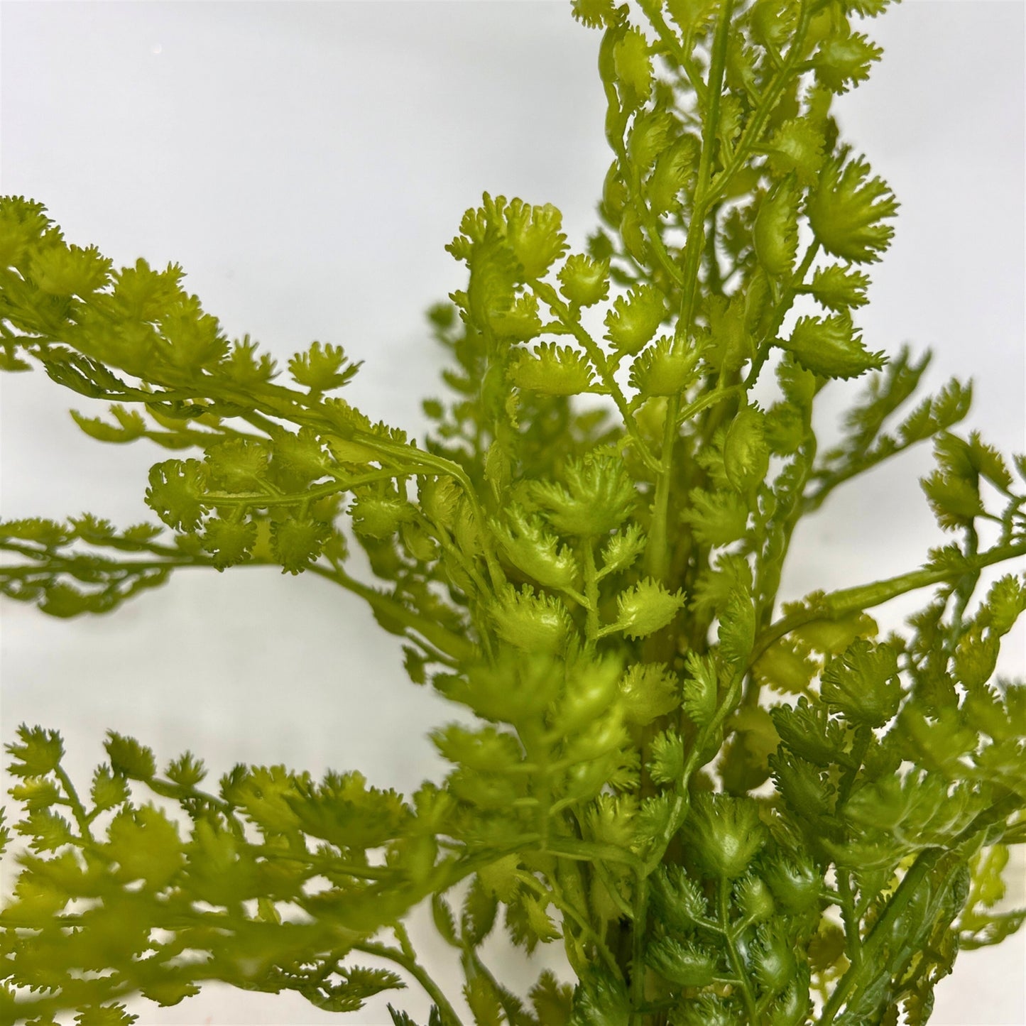 Maiden Hair Fern Bush 18" - Green | GTE