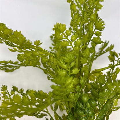 Maiden Hair Fern Bush 18" - Green | GTE