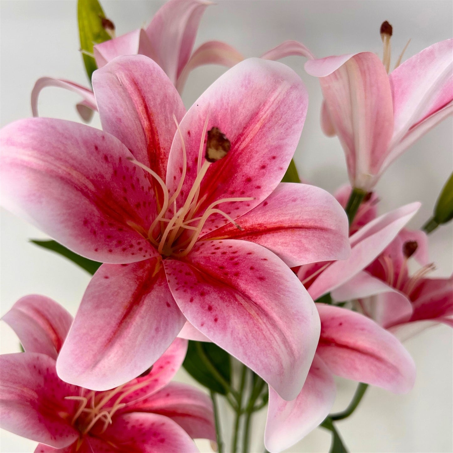 Soft Touch Lily Bush x10 Rubrum - 22" | GTE