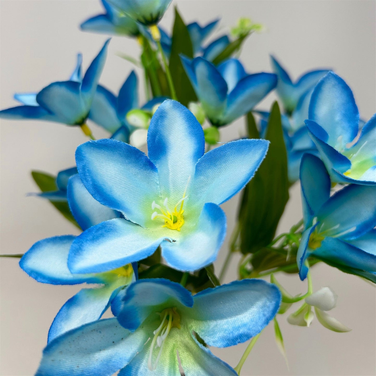 Dew Drop Bush x6 - Blue - 13" | GTE