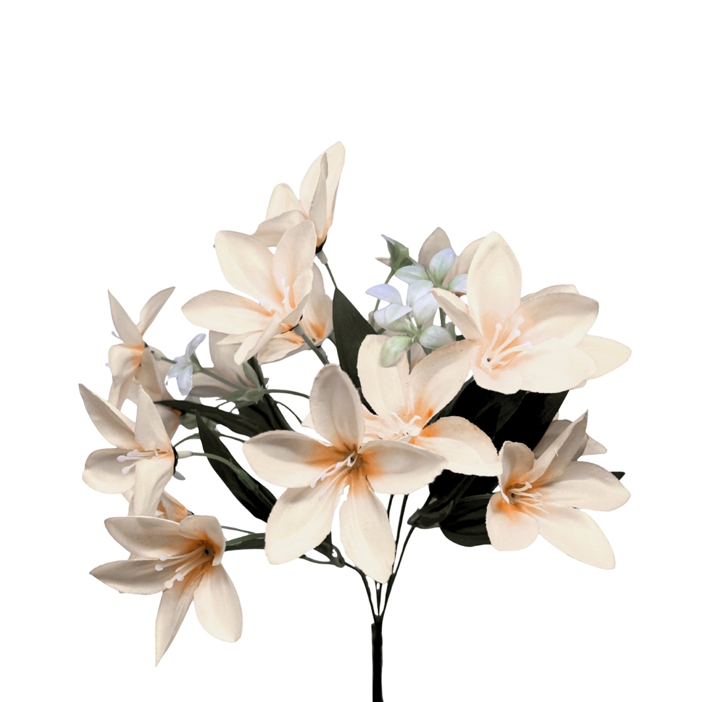 Dew Drop Bush x6 - Cream - 13" | GTE