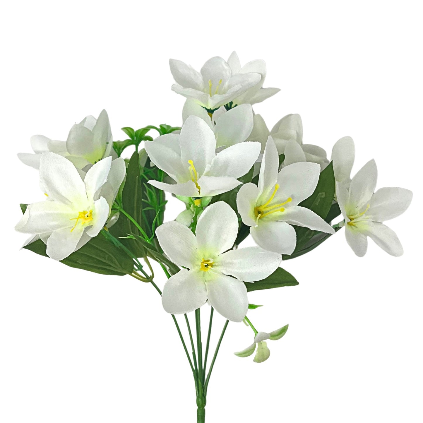 Dew Drop Bush x6 - Cream - 13" | GTE
