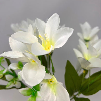 Dew Drop Bush x6 - Cream - 13" | GTE