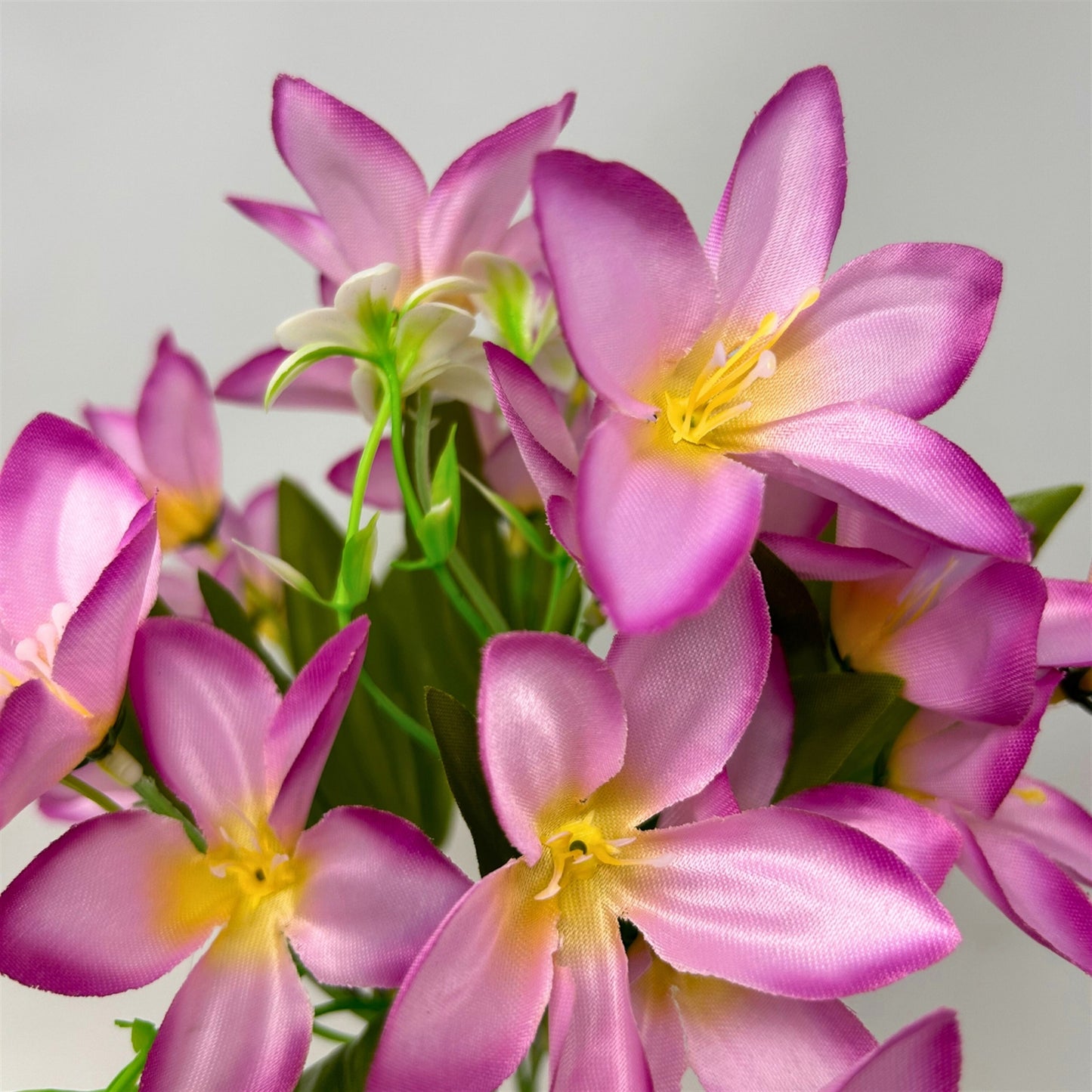 Dew Drop Bush x6 - Orchid - 13" | GTE