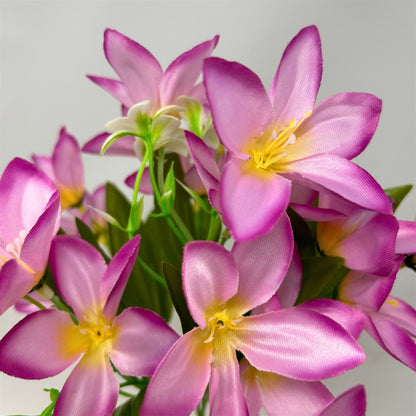 Dew Drop Bush x6 - Orchid - 13" | GTE
