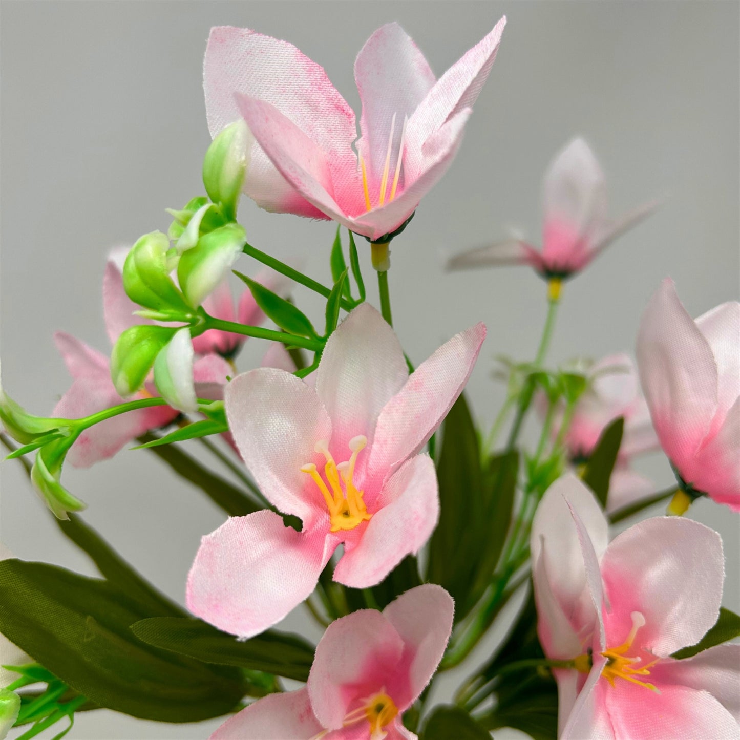 Dew Drop Bush x6 - Pink - 13" | GTE