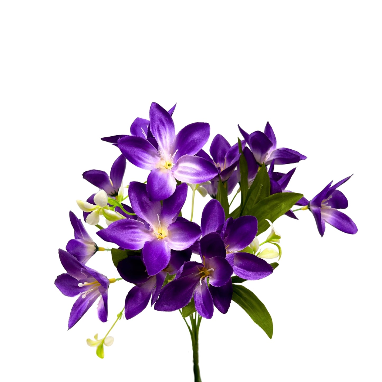 Dew Drop Bush x6 - Purple - 13" | GTE