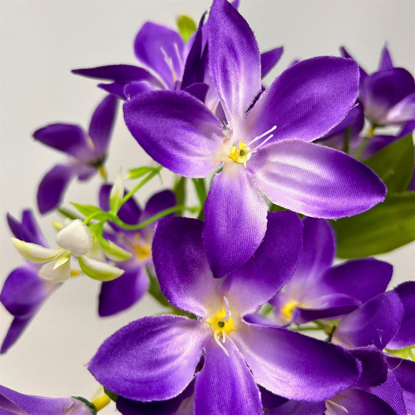 Dew Drop Bush x6 - Purple - 13" | GTE