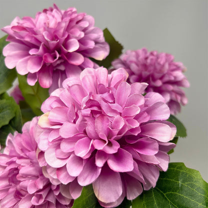 Pom Pom Dahlia Bush x7 - Lavender - 17" | GTE