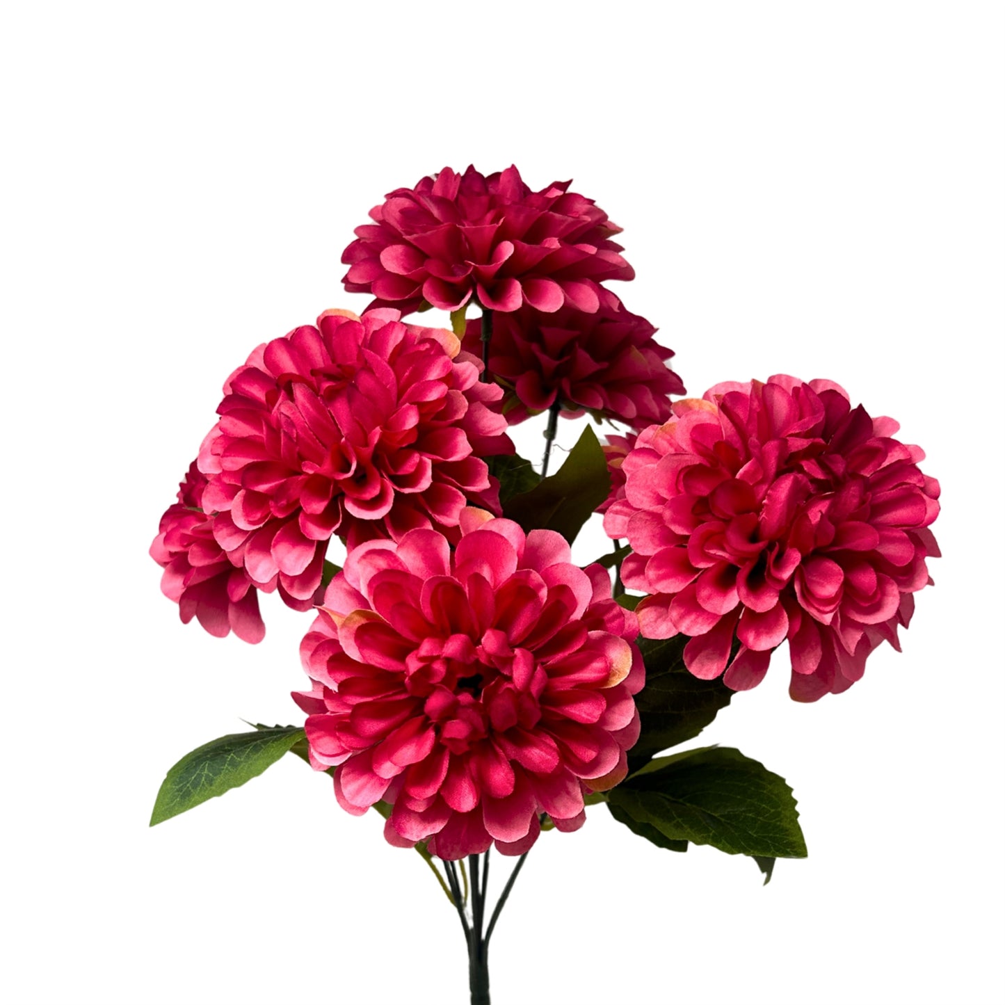 Pom Pom Dahlia Bush x7 - Raspberry - 17" | GTE