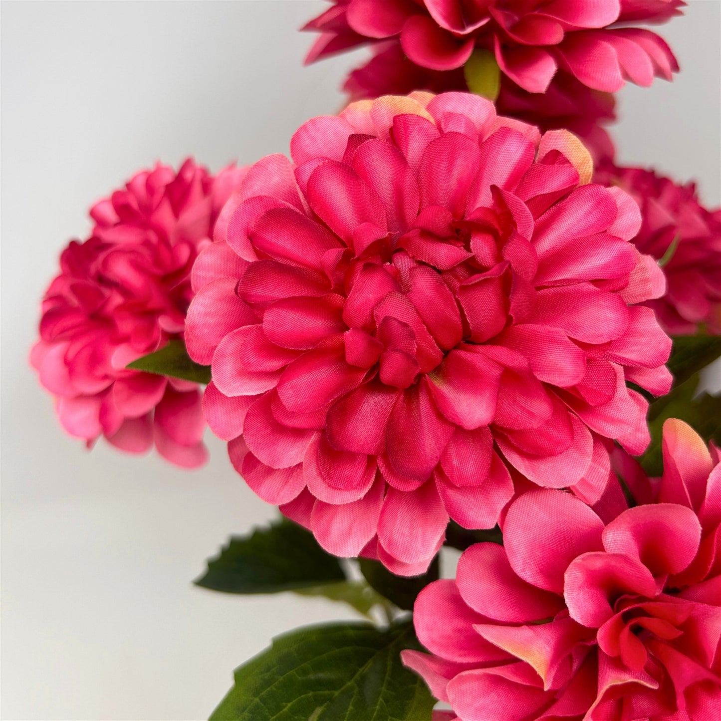 Pom Pom Dahlia Bush x7 - Raspberry - 17" | GTE
