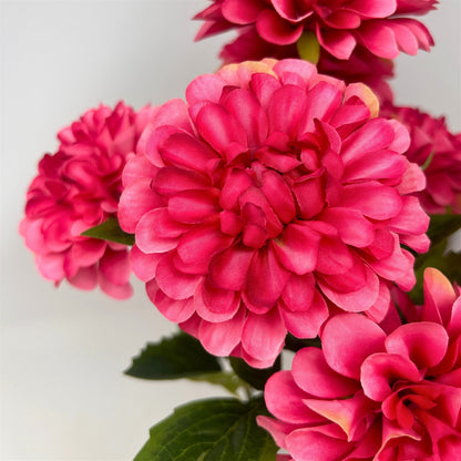 Pom Pom Dahlia Bush x7 - Raspberry - 17" | GTE
