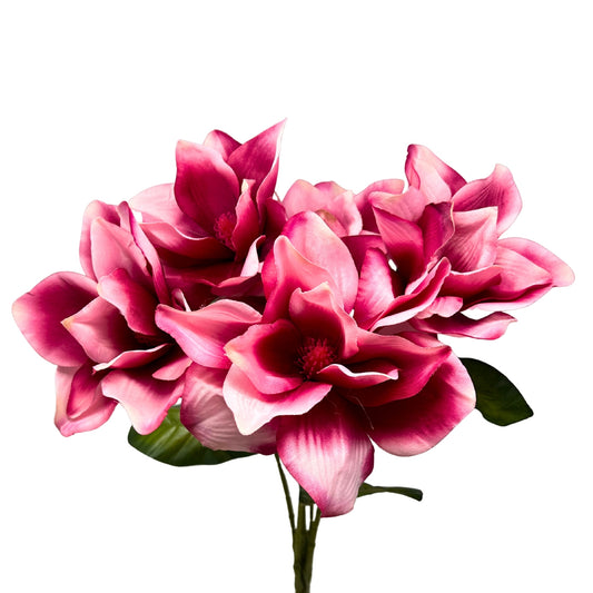 Pacific Magnolia Bush x5 - Beauty 19" | GTE