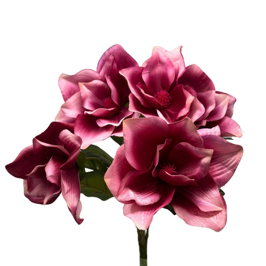 Pacific Magnolia Bush x5 - Beauty 19" | GTE