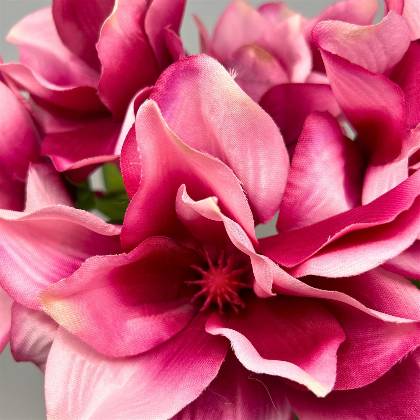 Pacific Magnolia Bush x5 - Beauty 19" | GTE