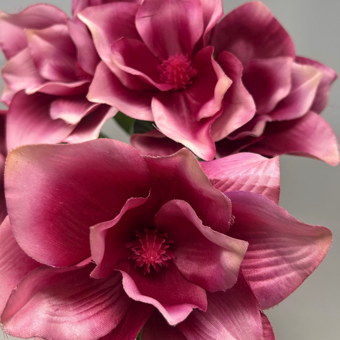 Pacific Magnolia Bush x5 - Beauty 19" | GTE