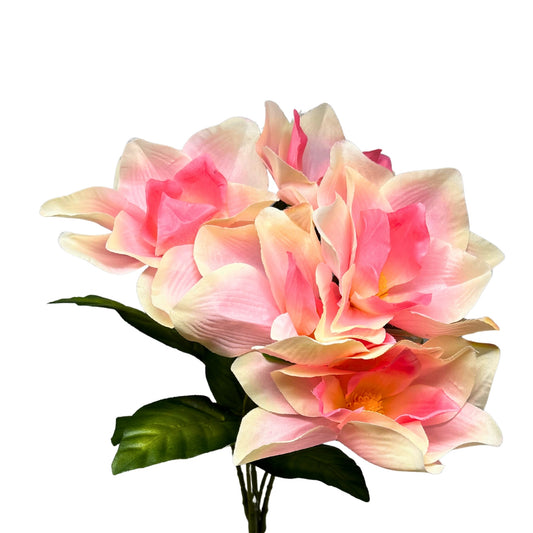 Pacific Magnolia Bush x5 - Cream/Pink - 19" | GTE