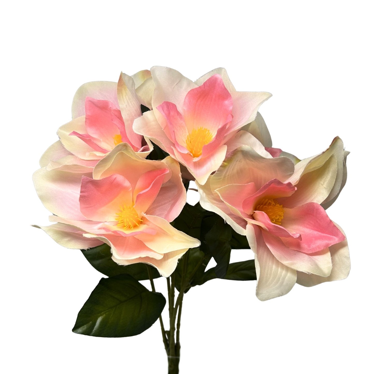 Pacific Magnolia Bush x5 - Cream/Pink - 19" | GTE