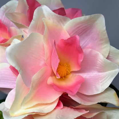 Pacific Magnolia Bush x5 - Cream/Pink - 19" | GTE