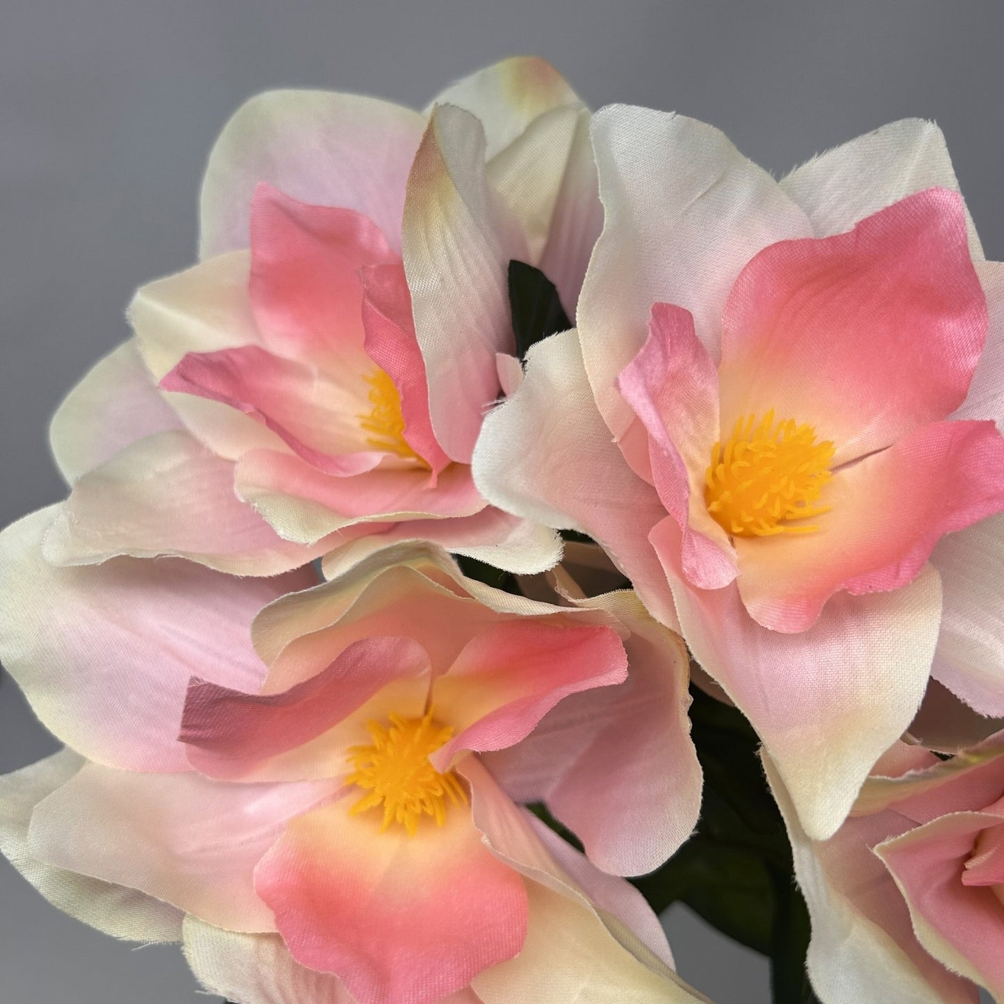 Pacific Magnolia Bush x5 - Cream/Pink - 19" | GTE