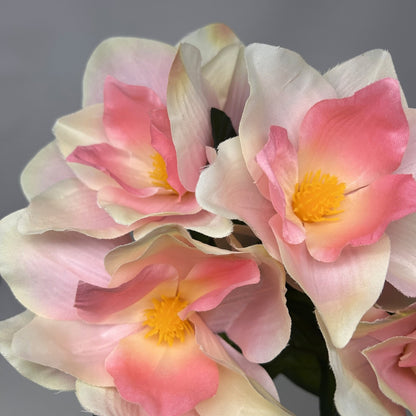 Pacific Magnolia Bush x5 - Cream/Pink - 19" | GTE