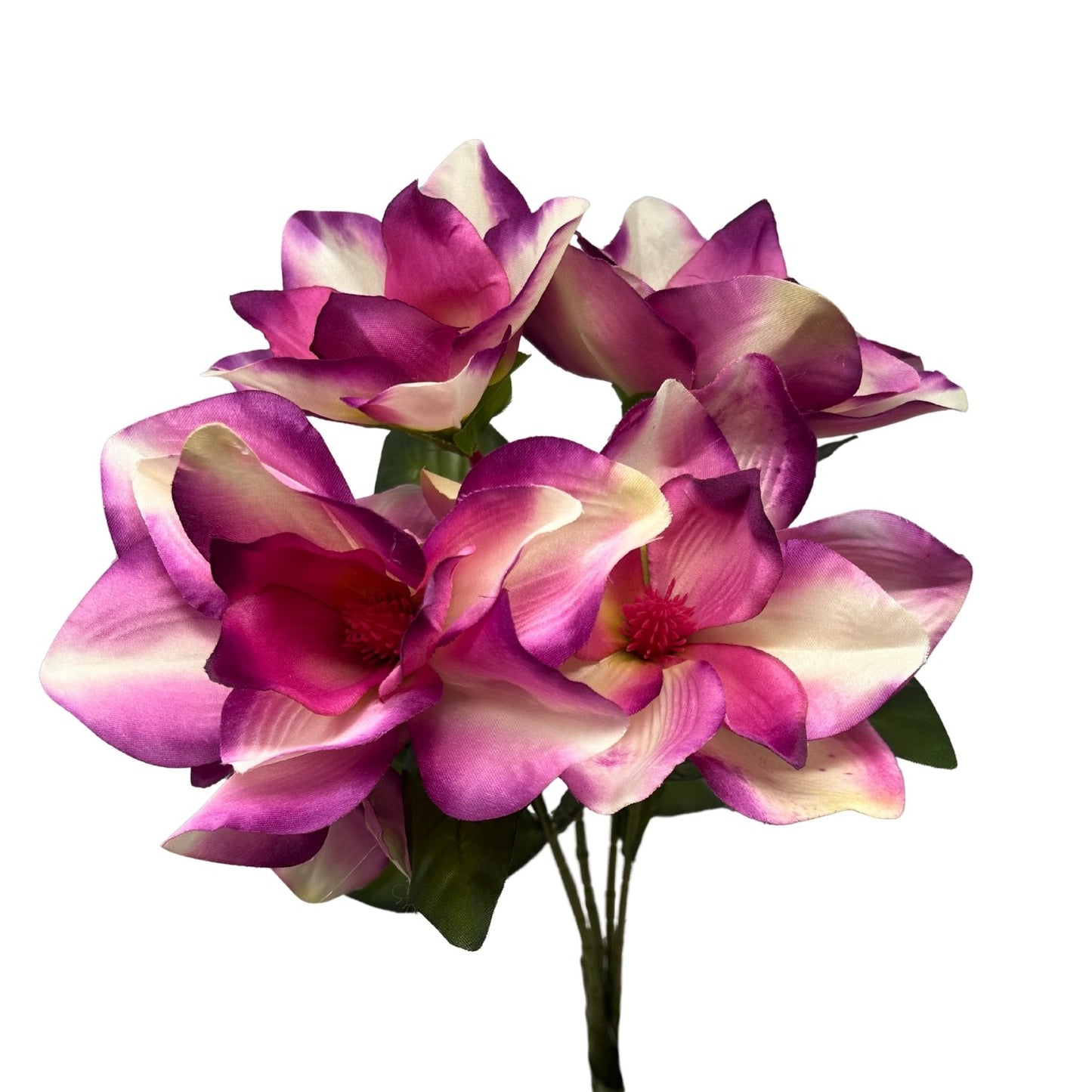 Pacific Magnolia Bush x5 - Orchid 19" | GTE