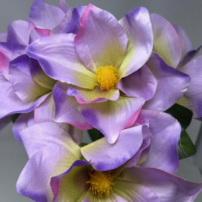 Pacific Magnolia Bush x5 - Purple/Lavender 19" | GTE